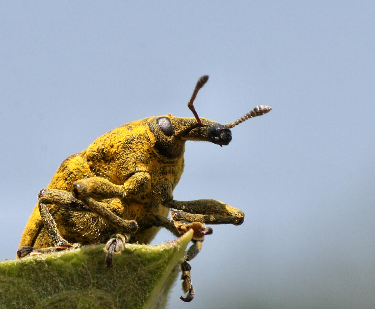 Larinus scolymi